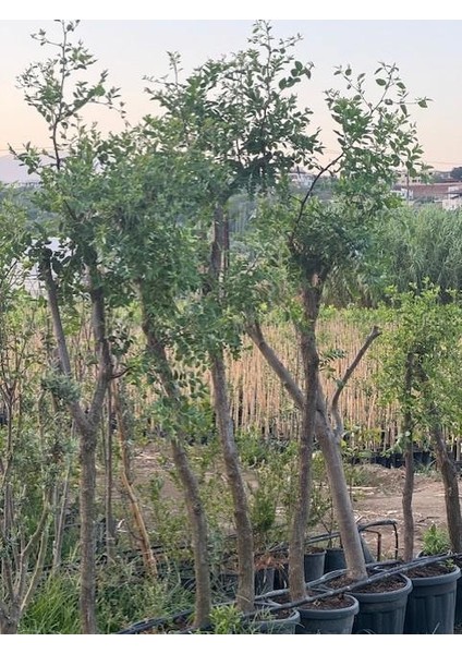 10 Yaş İri Meyveli Hünnap Fidanı Boy 250 cm