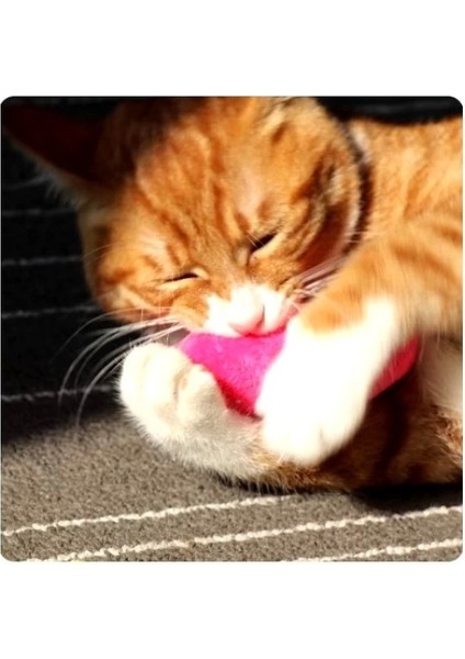 Kedi Otu Dolgulu Renkli Peluş Oyuncak indirimleri