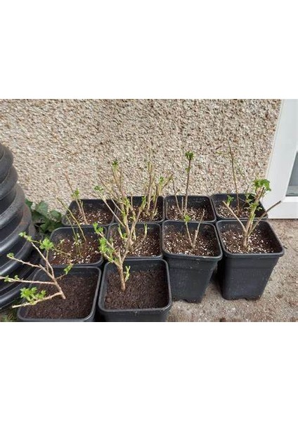 Kivi Fidanı Mini Kivi Bordo Actinidia arguta KENS RED