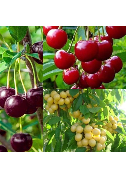 3'lü Paket Kiraz , Vişne , Beyaz Kiraz Fidanı 3 Yaşında Tüplü 120 -150 cm