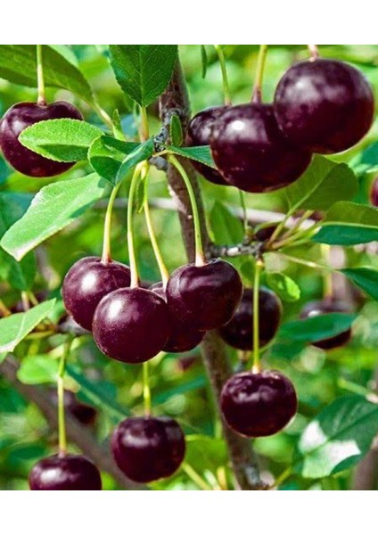 3'lü Paket Kiraz , Vişne , Beyaz Kiraz Fidanı 3 Yaşında Tüplü 120 -150 cm modelleri