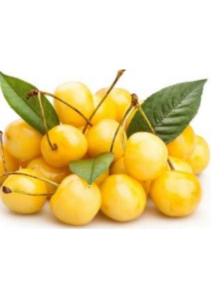 3'lü Paket Kiraz , Vişne , Beyaz Kiraz Fidanı 3 Yaşında Tüplü 120 -150 cm fırsatları