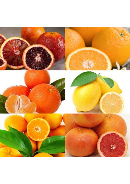 6'lı Fidan Kan Portakalı ,erkenci Portakal, W. Murcott Mandalina, Limon, Satsuma Mandalina, Greyfurt Fidanı 3-4 Yaş Fidanı Boy 120-150 cm