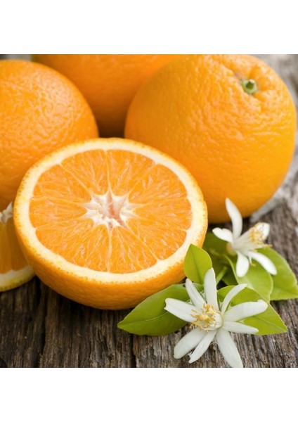 6'lı Fidan Kan Portakalı ,erkenci Portakal, W. Murcott Mandalina, Limon, Satsuma Mandalina, Greyfurt Fidanı 3-4 Yaş Fidanı Boy 120-150 cm indirimleri