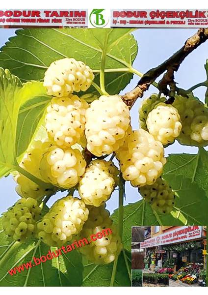 Bulancak 2 Yaşında Yarı Bodur Aşılı Tüplü Topraklı Tatlı Beyaz Dut Meyve Fidanı