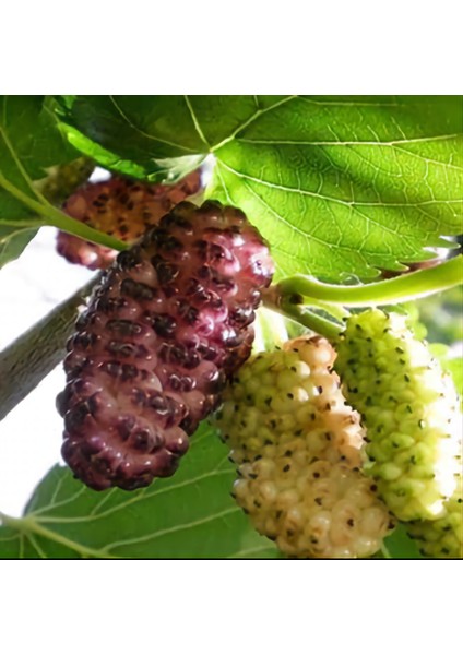 Bulancak 2 Yaşında Yarı Bodur Aşılı Tüplü Topraklı Tatlı Mor Dut Meyve Fidanı modelleri