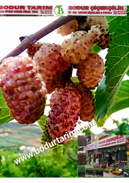 Bulancak 2 Yaşında Yarı Bodur Aşılı Tüplü Topraklı Tatlı Mor Dut Meyve Fidanı fiyatları