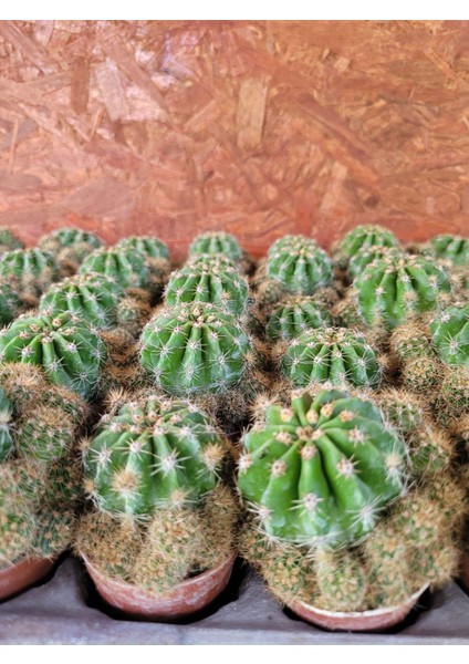 Echinopsis Kaktüs - Kaynana Topuzu 5.5 Saksıda