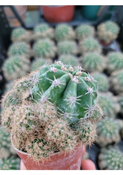 Echinopsis Kaktüs - Kaynana Topuzu 5.5 Saksıda