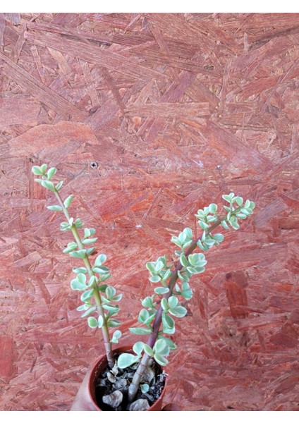 Portulacaria Afra Variegata Sukulent