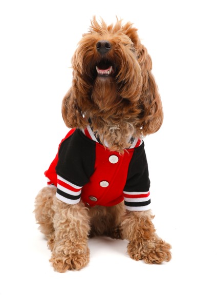 Chicago Kırmızı Kolej Ceket fiyatları