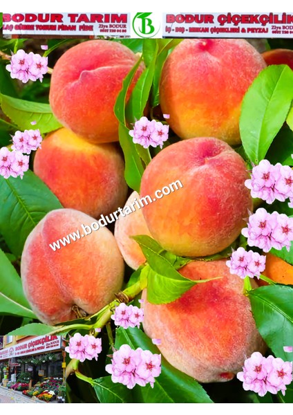 Bulancak 2 Yaşında Yarı Bodur Aşılı Tüplü Topraklı Şeftali Meyve Fidanı fiyatları