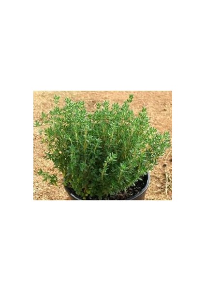 Kekik Fidanı Saksılı 10-20 cm