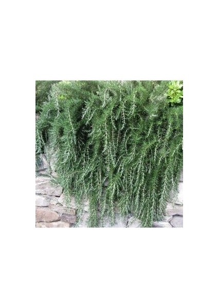 Yayılıcı Biberiye Saksılı 20 cm