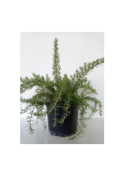 Yayılıcı Biberiye Saksılı 20 cm fiyatları