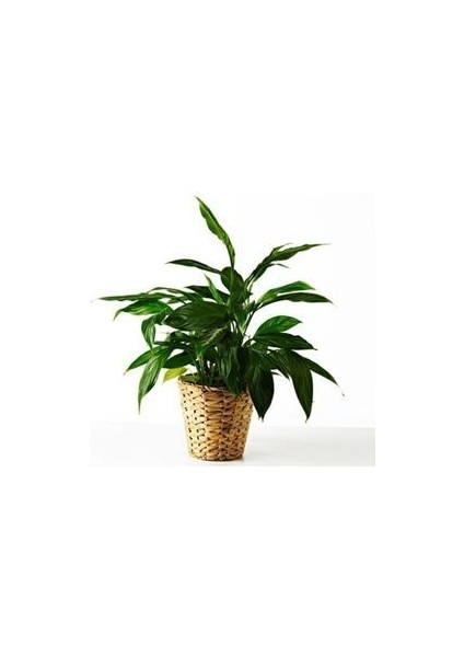 Fridfull Hasır Rattan Saksı 12 cm