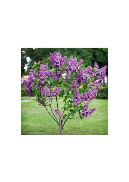 Leylak Fidanı Saksılı 80-100 cm