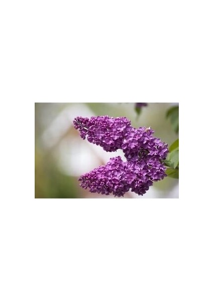 Leylak Fidanı Saksılı 80-100 cm