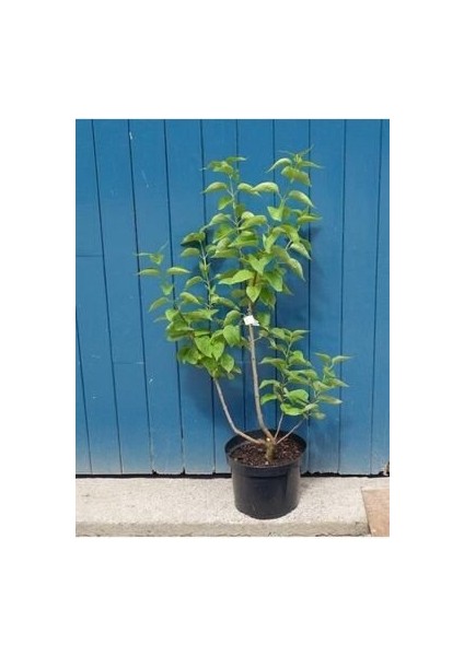 Leylak Fidanı Saksılı 80-100 cm