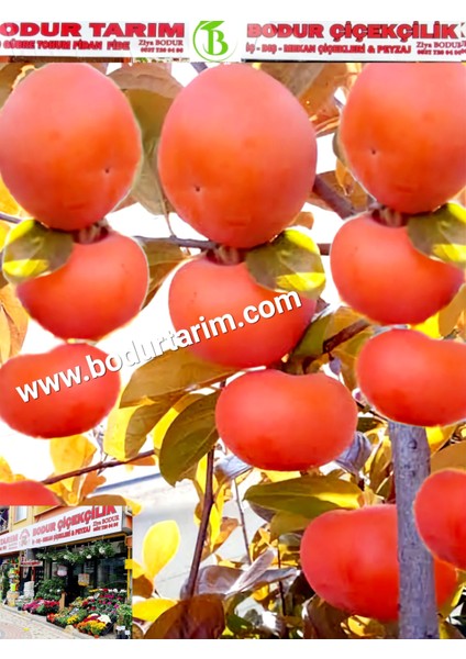 Bulancak 2 Yaşında Yarı Bodur Aşılı Tüplü Topraklı Fuyo Hurma Sert Yenilebilir Meyve Fidanı fiyatları