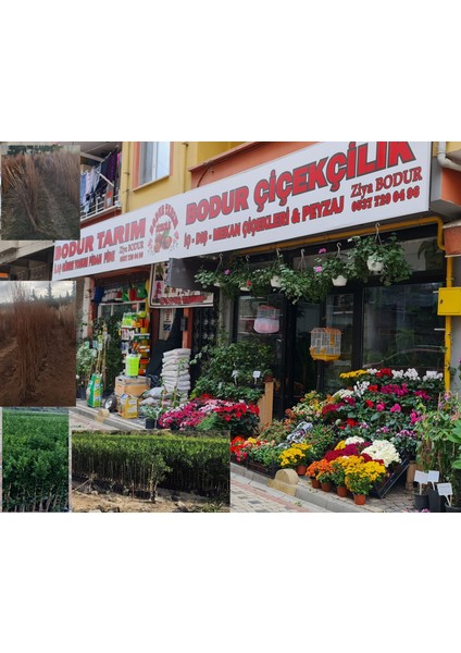 Bulancak 2 Yaşında Yarı Bodur Aşılı Tüplü Topraklı Fuyo Hurma Sert Yenilebilir Meyve Fidanı fırsatları