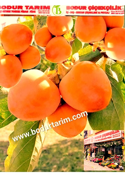 Bulancak 2 Yaşında Yarı Bodur Aşılı Tüplü Topraklı Çikolata Hurma Sert Yenilebilir Meyve Fidanı fiyatları