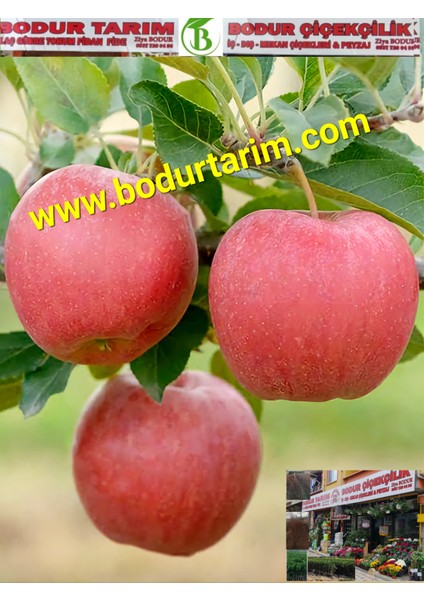 Bulancak 2 Yaşında Yarı Bodur Tüplü Topraklı Aşılı Fuji Mayhoş Elma Meyve Fidanı fiyatları