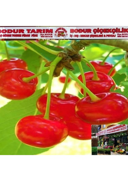 Bulancak 2 Yaşında Yarı Bodur Tüplü Topraklı Aşılı Vişne Meyve Fidanı