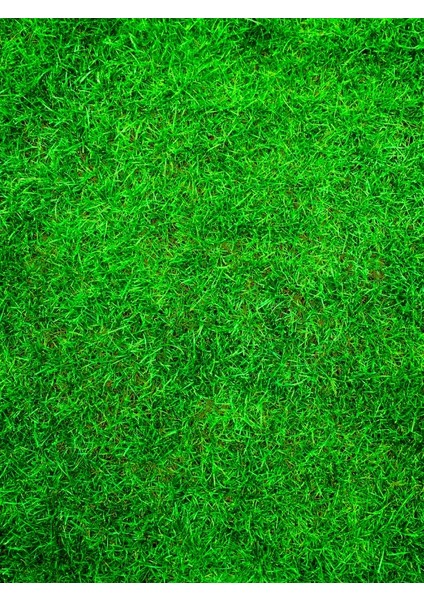 Yıldız Tohum Yıldız  Bermuda Grass Çimi Tohumu (Ithal) (Kurak ve Susuz Alanlara Özel) 1 kg