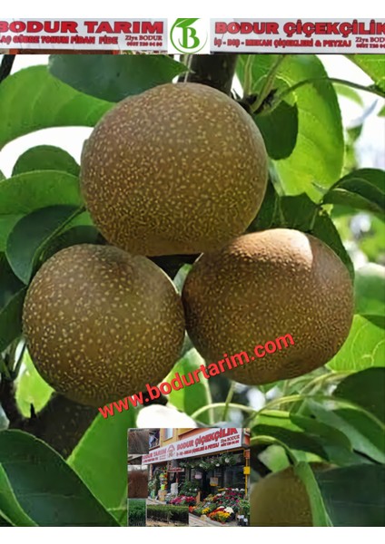 Bulancak 2 Yaşında Yarı Bodur Tüplü Topraklı Aşılı Naşi Japon Armut Meyve Fidanı fiyatları