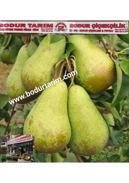 Bulancak 2 Yaşında Yarı Yöresel Bodur Aşılı Topraklı Tüplü Sulu Limon Armut Meyve Fidanı