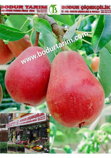 Bulancak 2 Yaşında Yarı Bodur Aşılı Tüplü Topraklı Starkrimson Dışı Kırmızı Armut Meyvesi Fidanı fiyatları