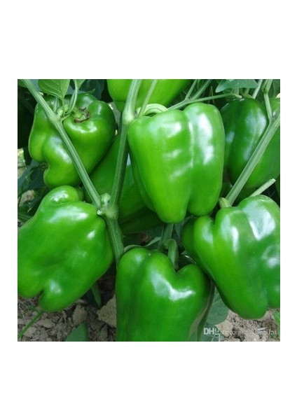 Dolma Biber Yetiştirme Seti