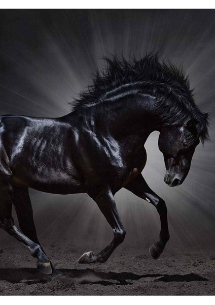 |Şık At Tablosu 2|Çerçevesiz Hd Baskı Kanvas Tablo fiyatları