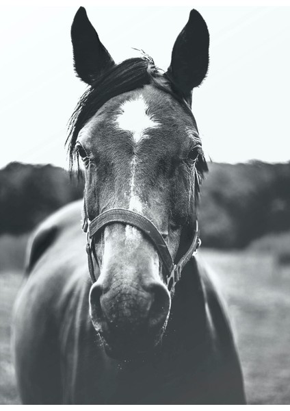 Siyah Beyaz At Portresi Hd Baskı Kanvas Tablo