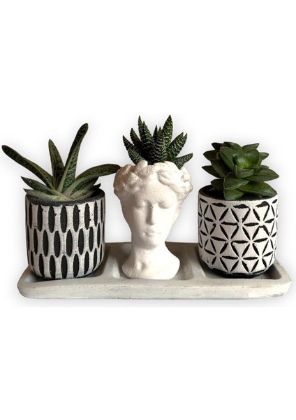 Haworthia & Echeveria & Sedum 3'lü Sukulent Seti | Helen Beyaz & Desenli Seri
