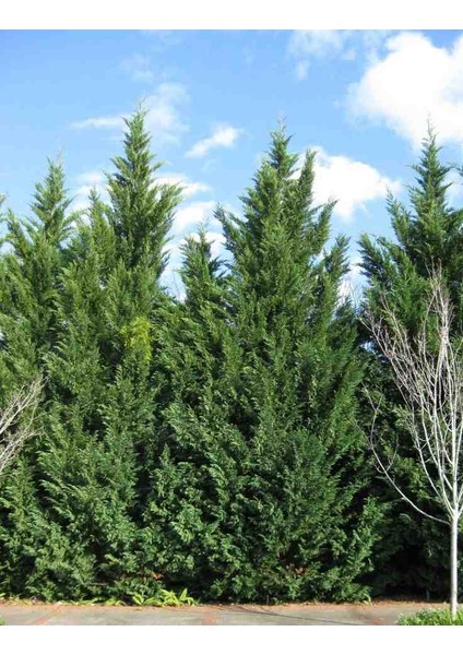 1-2 Yaş Arası Tüplü Leylandi (Cupressocyparis Leylandii) Fidanı - Hızlı Büyüyen, Soğuğa Dayanıklı Çit Bitkisi fiyatları