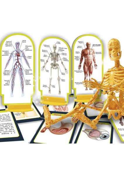 Bilim Seti Insan Vücudu