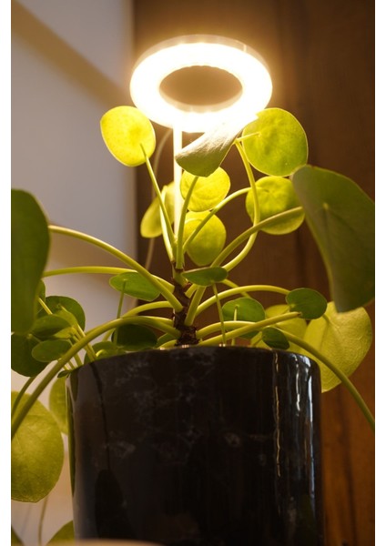 Bitki LED Lamba DC5V USB Bitki Geliştirme Tam Spektrumlu Bitki Yetiştirme Melek Halka Günışığı