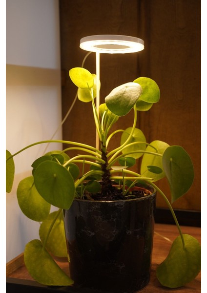 Bitki LED Lamba DC5V USB Bitki Geliştirme Tam Spektrumlu Bitki Yetiştirme Melek Halka Günışığı fiyatları