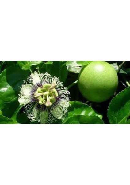 Ithal Passiflora Meyvesi Tohumu Çarkı Felek Saat Çiçeği Tohumu 3 Adet Tohum modelleri