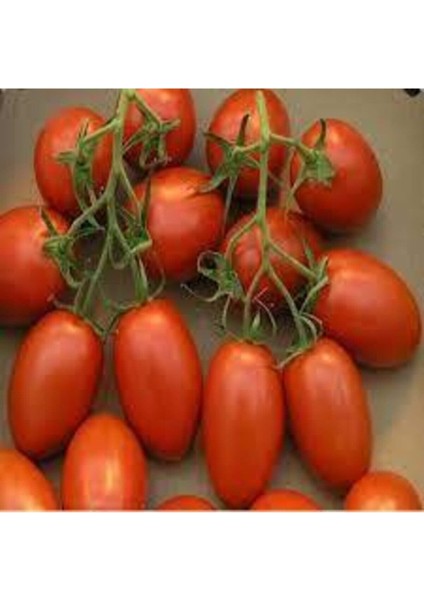20 Adet Tohum Çerez Domates Tohumu Atıştırmalık Domates Tohumu Sebze Tohumludur