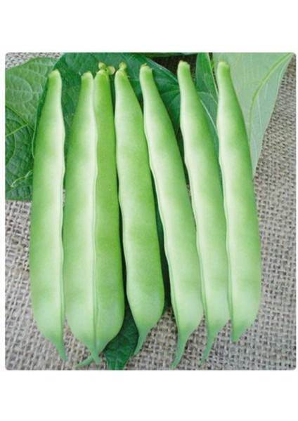 150 Adet Tohum Istanbul Boncuk Ayşe Kadın Kılçıksız Fasulye Tohum Tohum Sebze Tohumlu