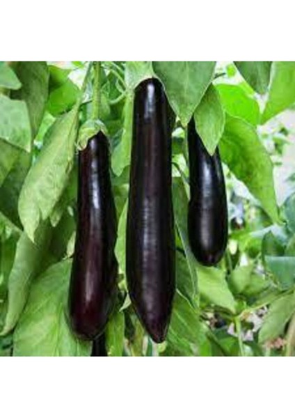 40 Adet Tohum Yerli Kemer Patlıcan Tohumu Uzun Kemer Patlıcan Tohumulu