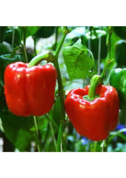 100 Adet Tohum Nadir Saksılık Kırmızı Dolmalık Tatlı Biber Tohumu Yeni Hasat Tohum Tohumla