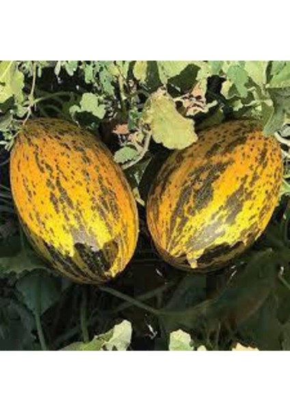 100 Adet Tohum Kırkağaç Ince Kabuk Altınbaş Kavun Tohumu fiyatları