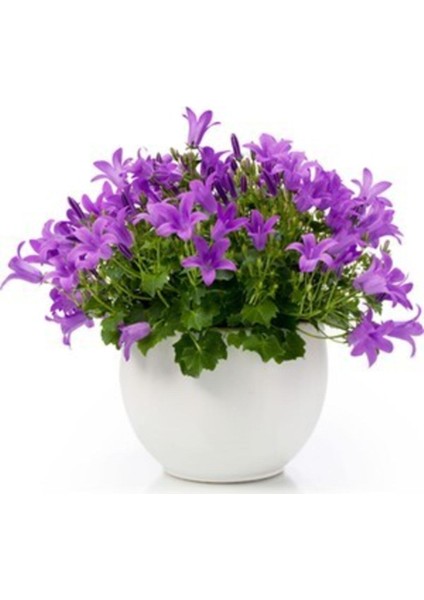 Çan Kadehi Çiçeği Tohumu 10 Adet Tohum Çiçek Tohumu + Saksı Toprak