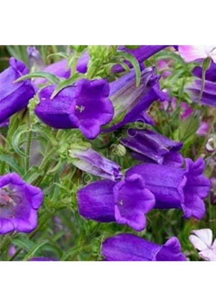 Çan Kadehi Çiçeği Tohumu 10 Adet Tohum Çiçek Tohumu + Saksı Toprak fiyatları