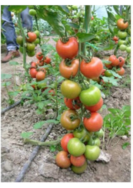 Nadir Beşdeli Erkenci Salkım Domates Tohumu 30 Adet Tohum modelleri