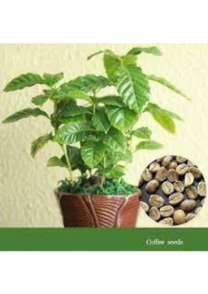 5 Adet Tohum Nadir Bulunan Kahve Ağacı Tohumu Kahve Ağaç Tohumu Saksı Toprakmiz